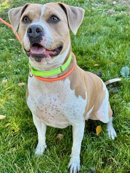 Enlarge Lola T., a Adoptable mixed breed in Yakima, WA image 2/3