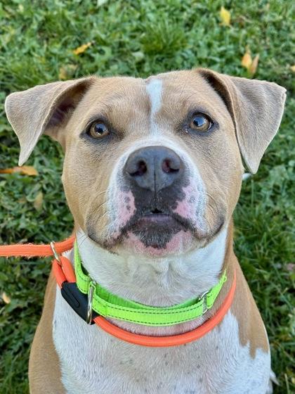 Enlarge Lola T., a Adoptable mixed breed in Yakima, WA image 3/3