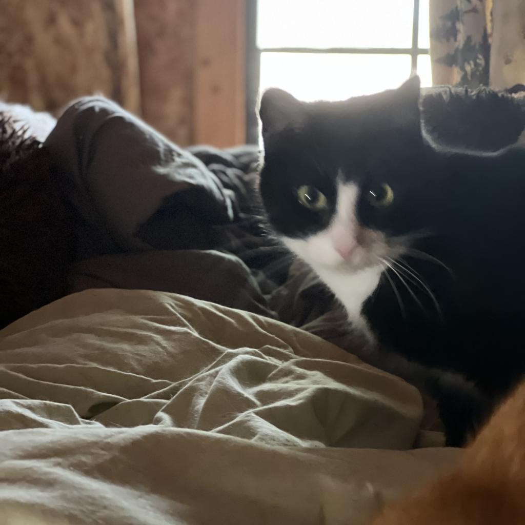 Enlarge Barry - Shy, a Adoptable Domestic Short Hair in ATOKA, TN image 2/2