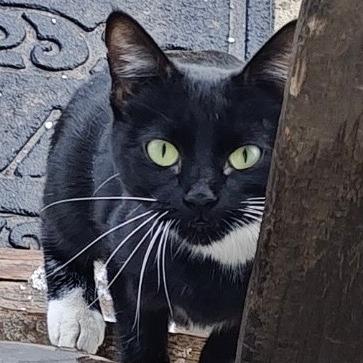 Poppy, Adoptable, Young Female Domestic Short Hair.