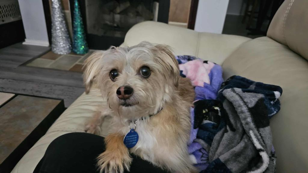 Maverick, a Adoptable mixed breed in Arlington, TX image 2/4