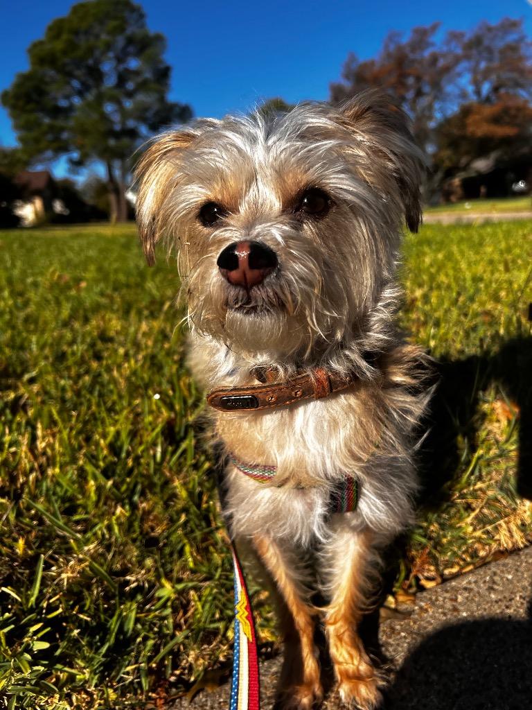 Enlarge Maverick, a Adoptable mixed breed in Arlington, TX image 1/4