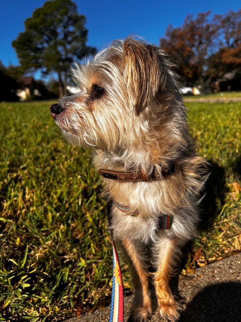 Maverick, a Adoptable mixed breed in Arlington, TX image 3/4