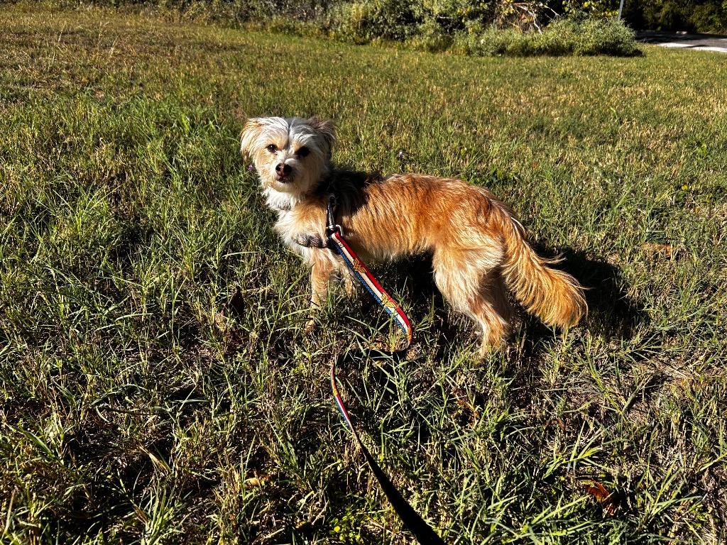 Maverick, a Adopted mixed breed in Arlington, TX image 1/6