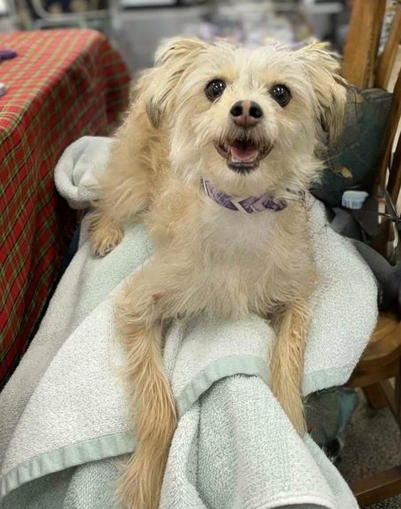 Maverick, a Adopted mixed breed in Arlington, TX image 5/6