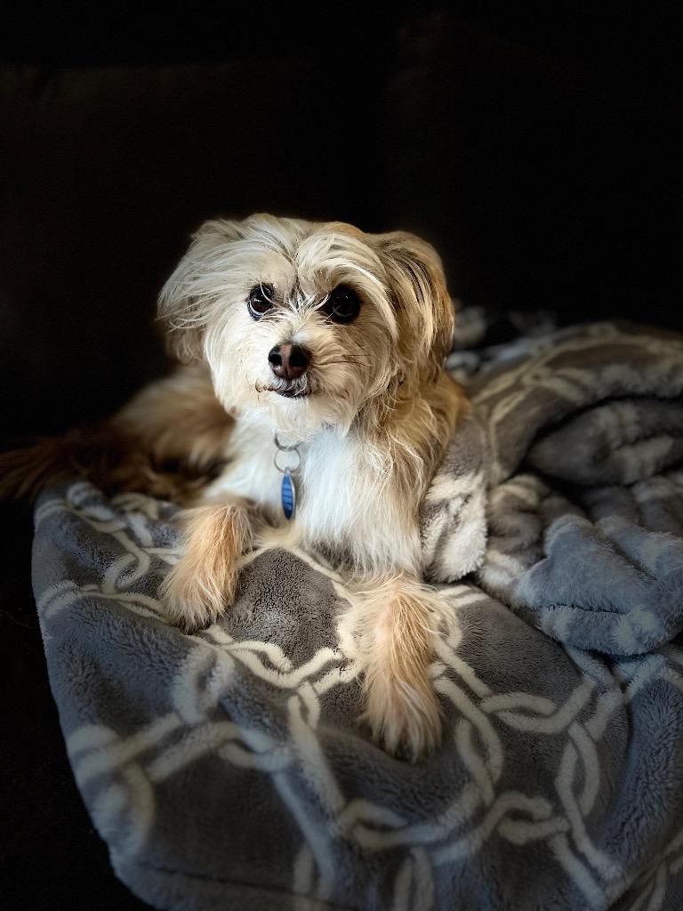 Maverick, a Adopted mixed breed in Arlington, TX image 6/6