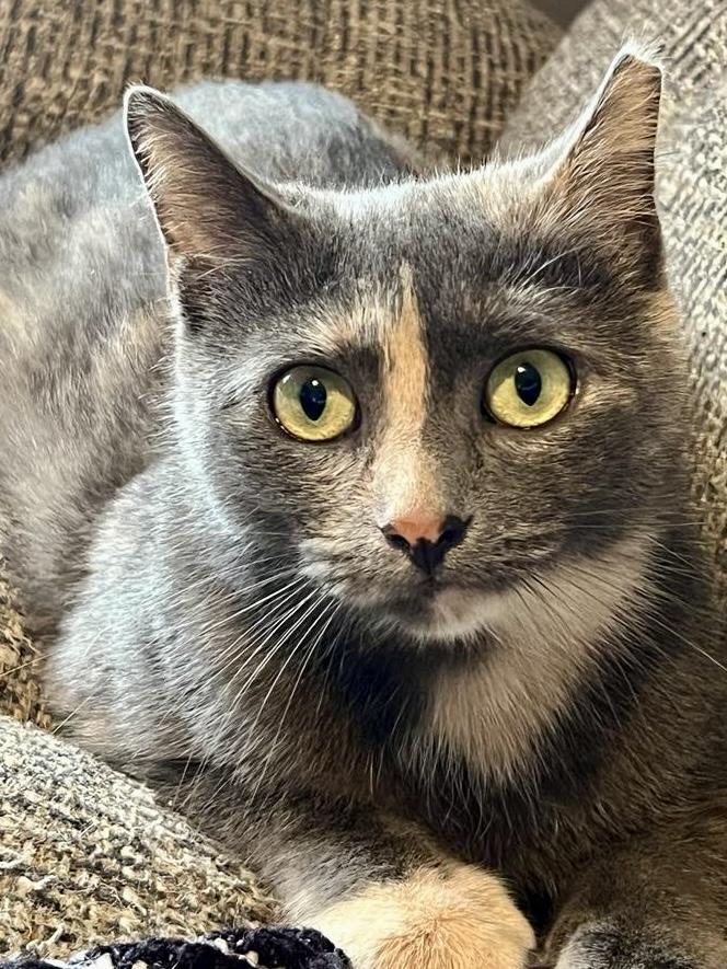 Jolene, a Adoptable mixed breed in Red Bank, NJ image 2/6