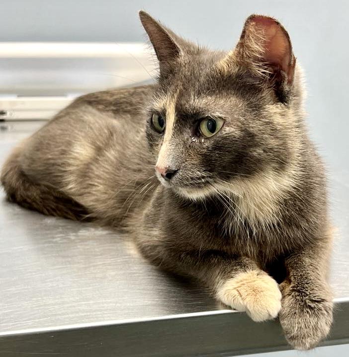 Jolene, Adoptable, Adult Female Dilute Tortoiseshell & Domestic Short Hair.
