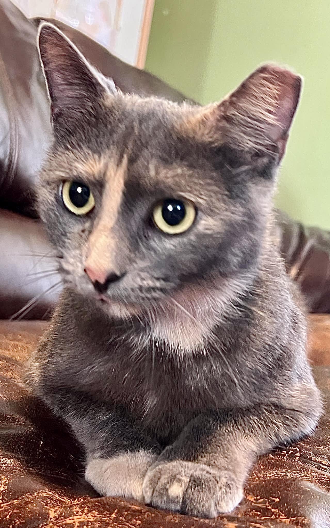 Jolene, a Adoptable mixed breed in Red Bank, NJ image 3/6