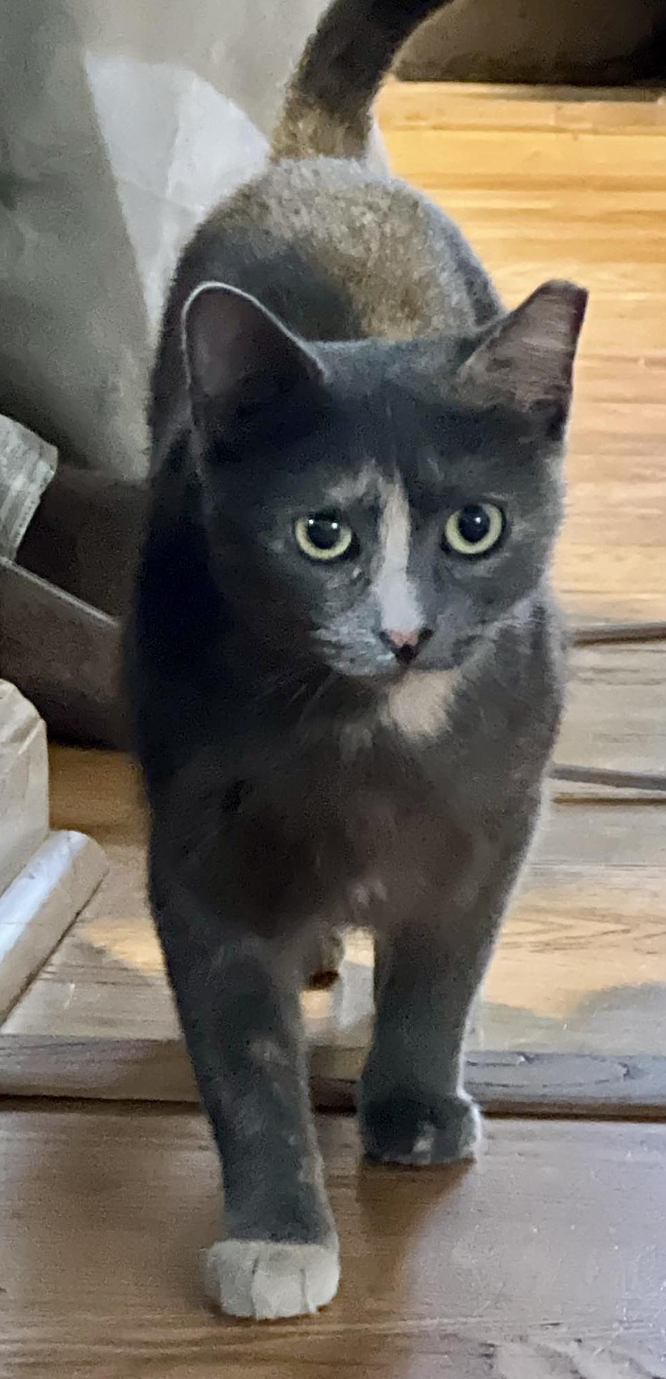 Jolene, a Adoptable mixed breed in Red Bank, NJ image 4/6