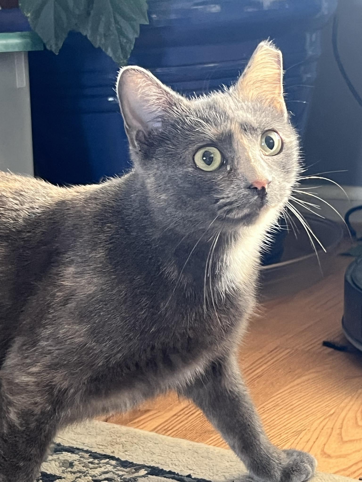 Jolene, a Adoptable mixed breed in Red Bank, NJ image 5/6