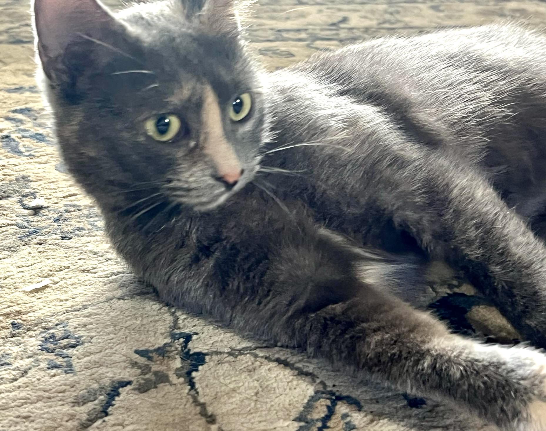 Jolene, a Adoptable mixed breed in Red Bank, NJ image 6/6