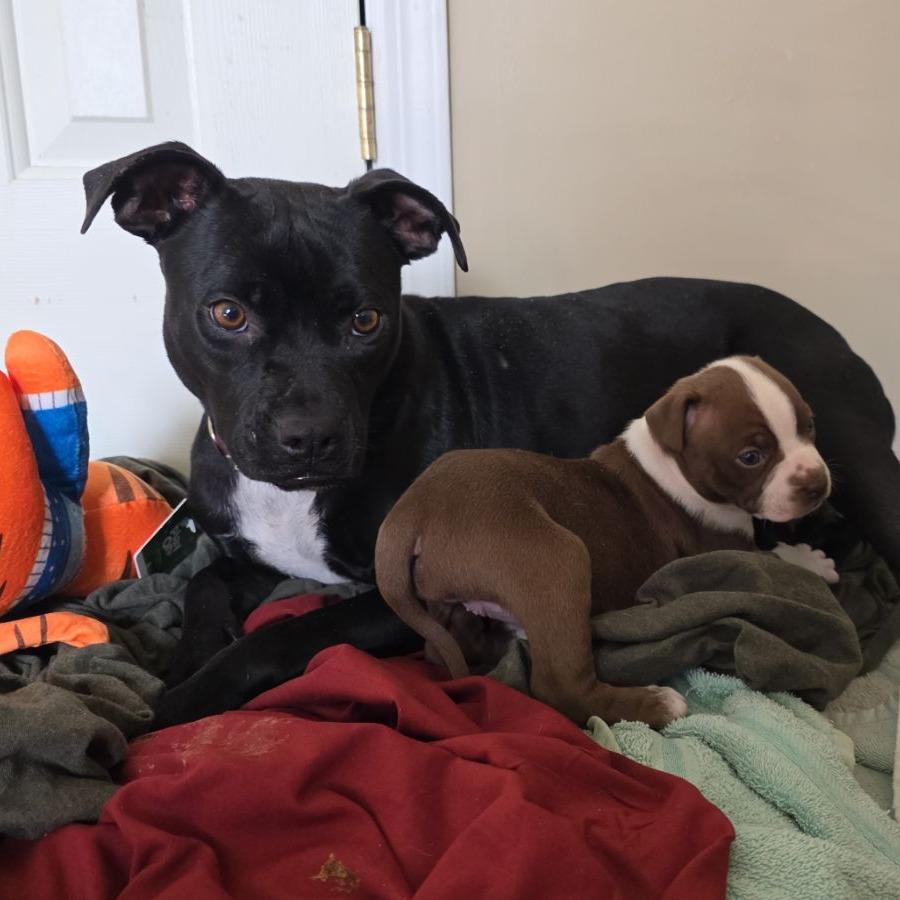 Enlarge Valentina, a Adoptable Mixed Breed in Cedar Creek, TX image 1/1