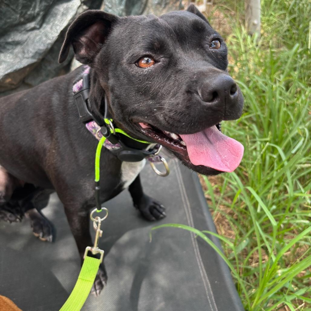Valentina, a Adoptable Mixed Breed in Cedar Creek, TX image 2/4