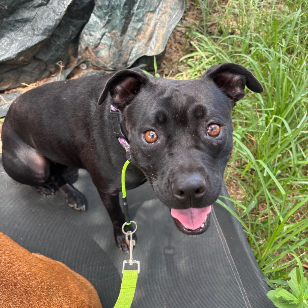 Valentina, a Adoptable Mixed Breed in Cedar Creek, TX image 3/4