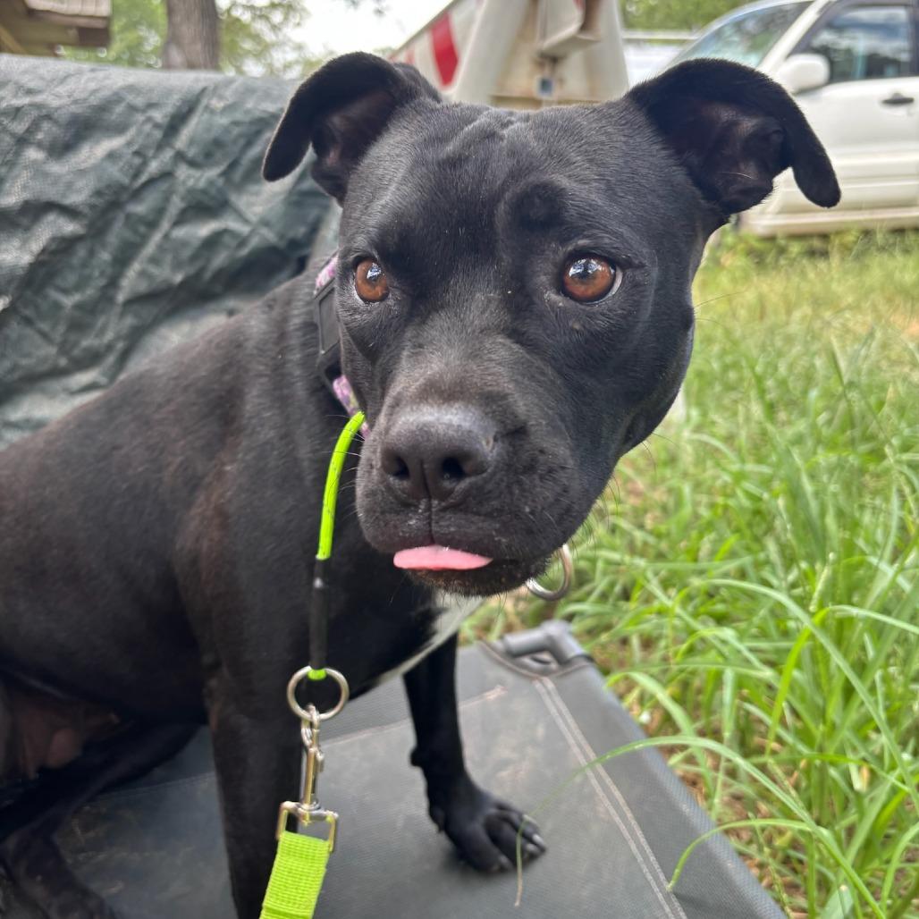 Valentina, a Adoptable Mixed Breed in Cedar Creek, TX image 4/4