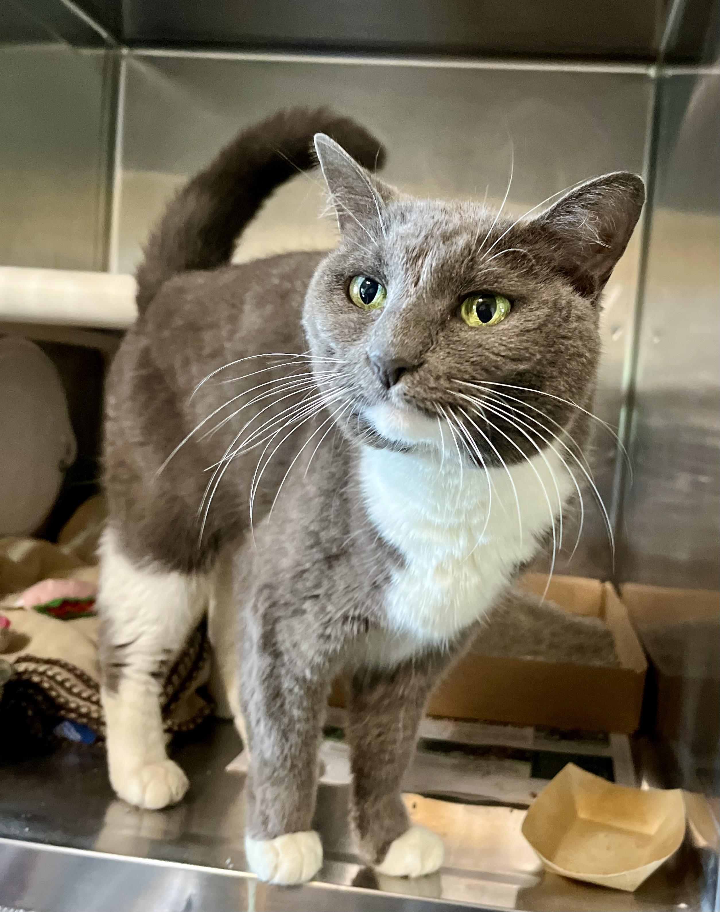 Enlarge Sterling, a Adoptable Domestic Short Hair in Wooster, OH image 2/3