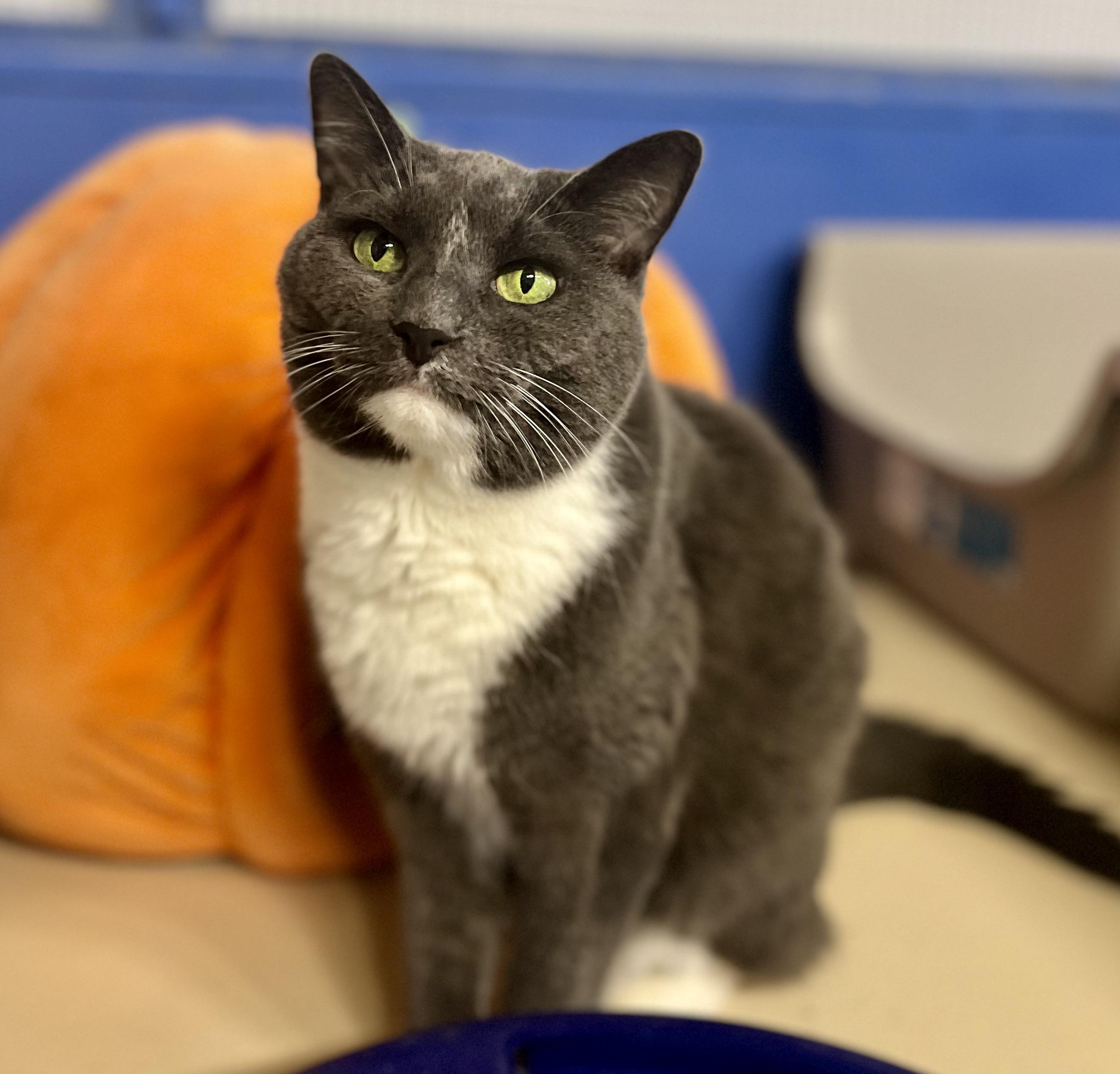Sterling, Adoptable, Senior Female Domestic Short Hair.