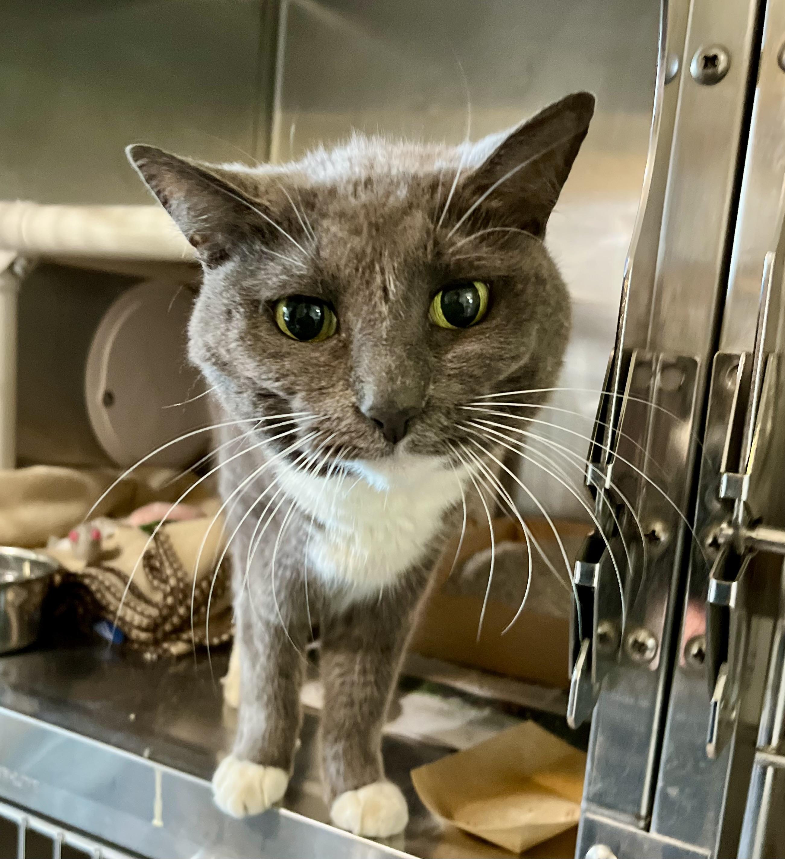 Enlarge Sterling, a Adoptable Domestic Short Hair in Wooster, OH image 3/3