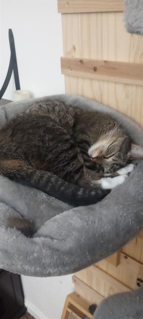 Enlarge LILY, a Adoptable Domestic Short Hair in Fruit Heights, UT image 1/1