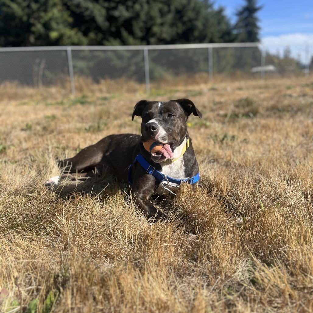 Enlarge Negan, a Adoptable Pit Bull Terrier in Port Angeles, WA image 1/5