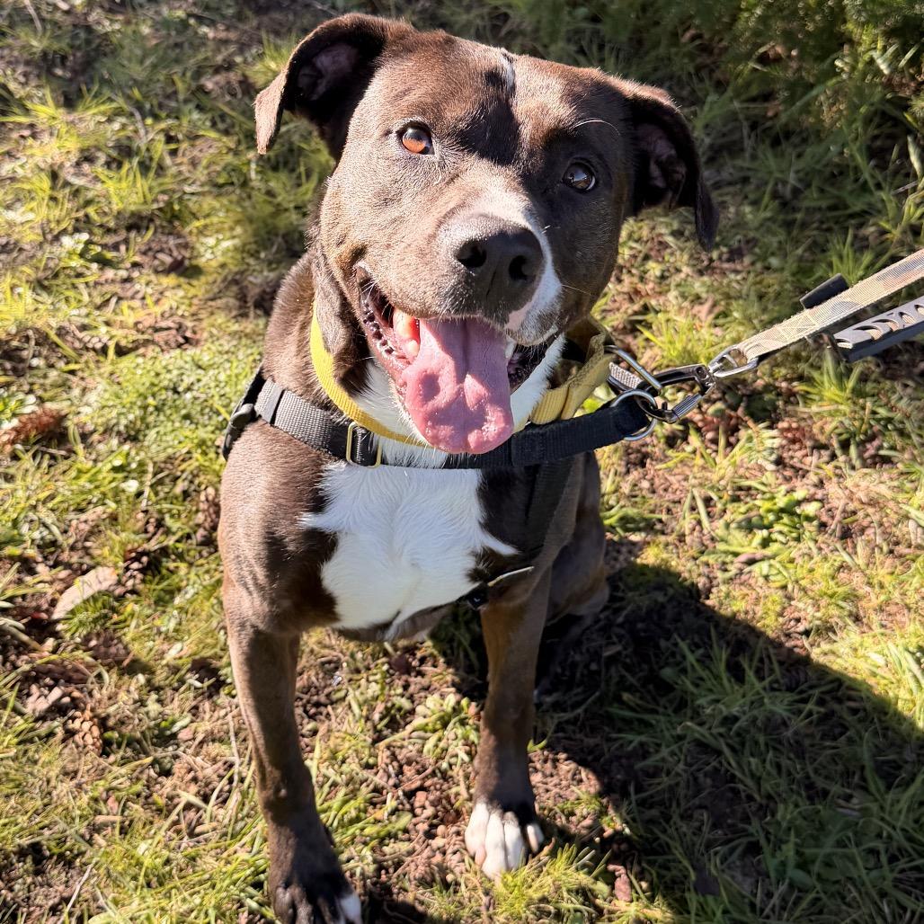 Enlarge Negan, a Adoptable Pit Bull Terrier in Port Angeles, WA image 4/4