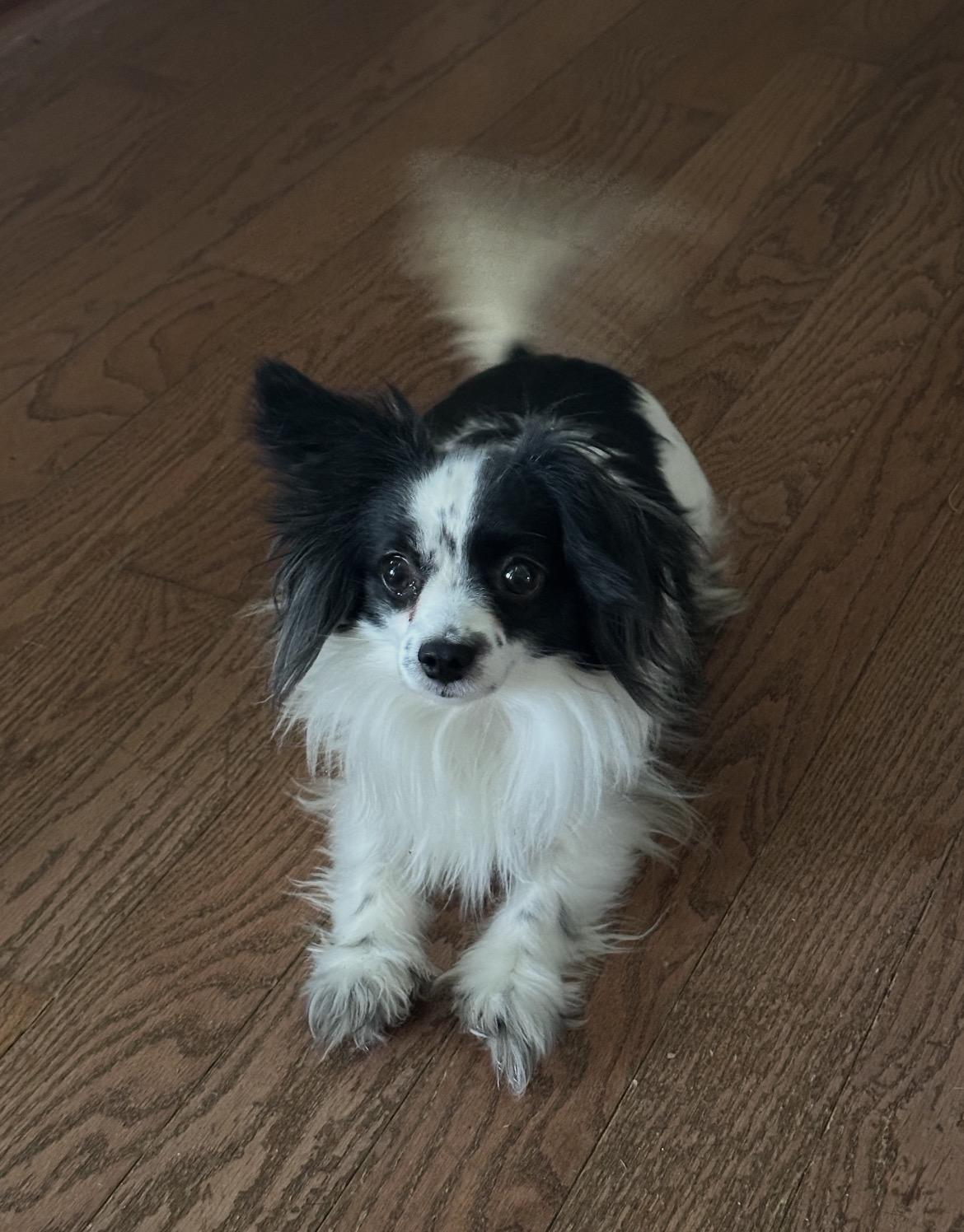 Brie, ADOPTABLE, Young Female Chihuahua & Dachshund.