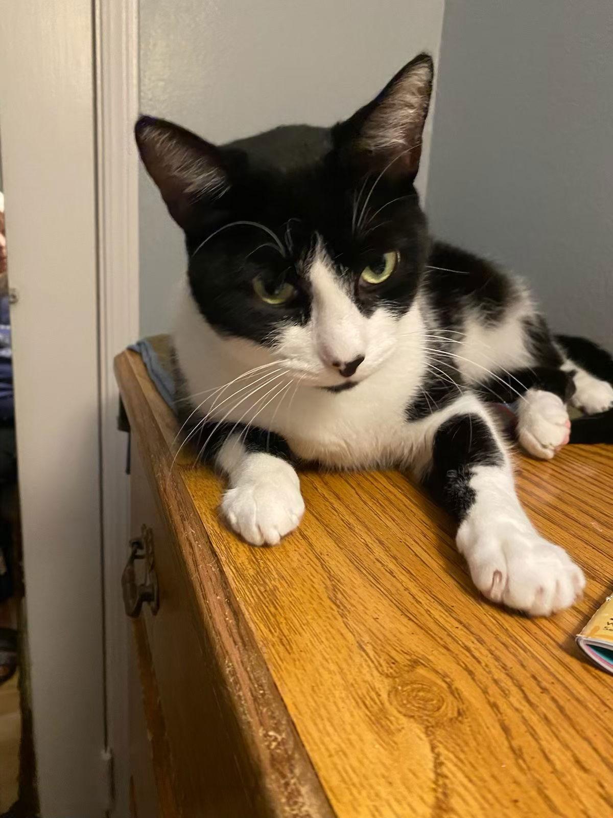 Enlarge Rocky, a Adoptable Domestic Short Hair in Castro Valley, CA image 3/3