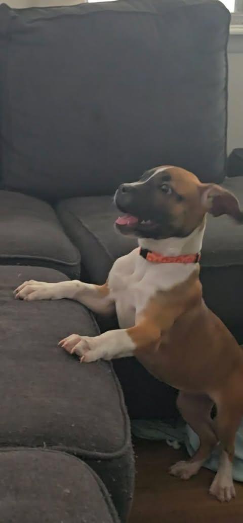 Enlarge Joanna, a Adoptable mixed breed in Wichita Falls, TX image 3/3
