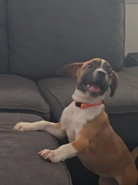 Joanna, Adoptable, Puppy Female American Bulldog.