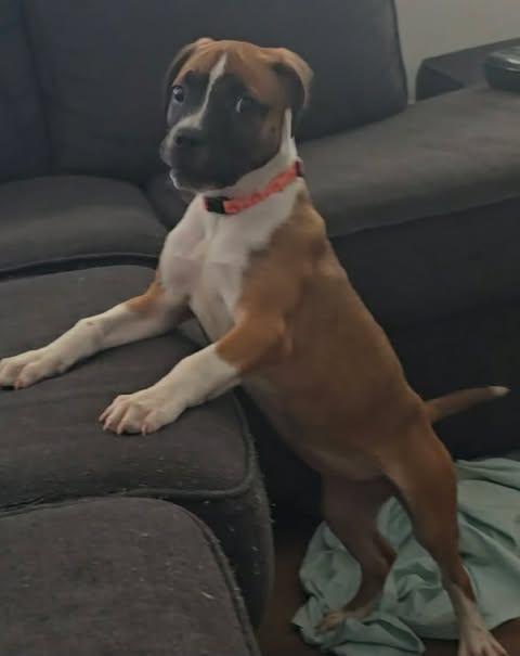 Enlarge Joanna, a Adoptable mixed breed in Wichita Falls, TX image 2/3