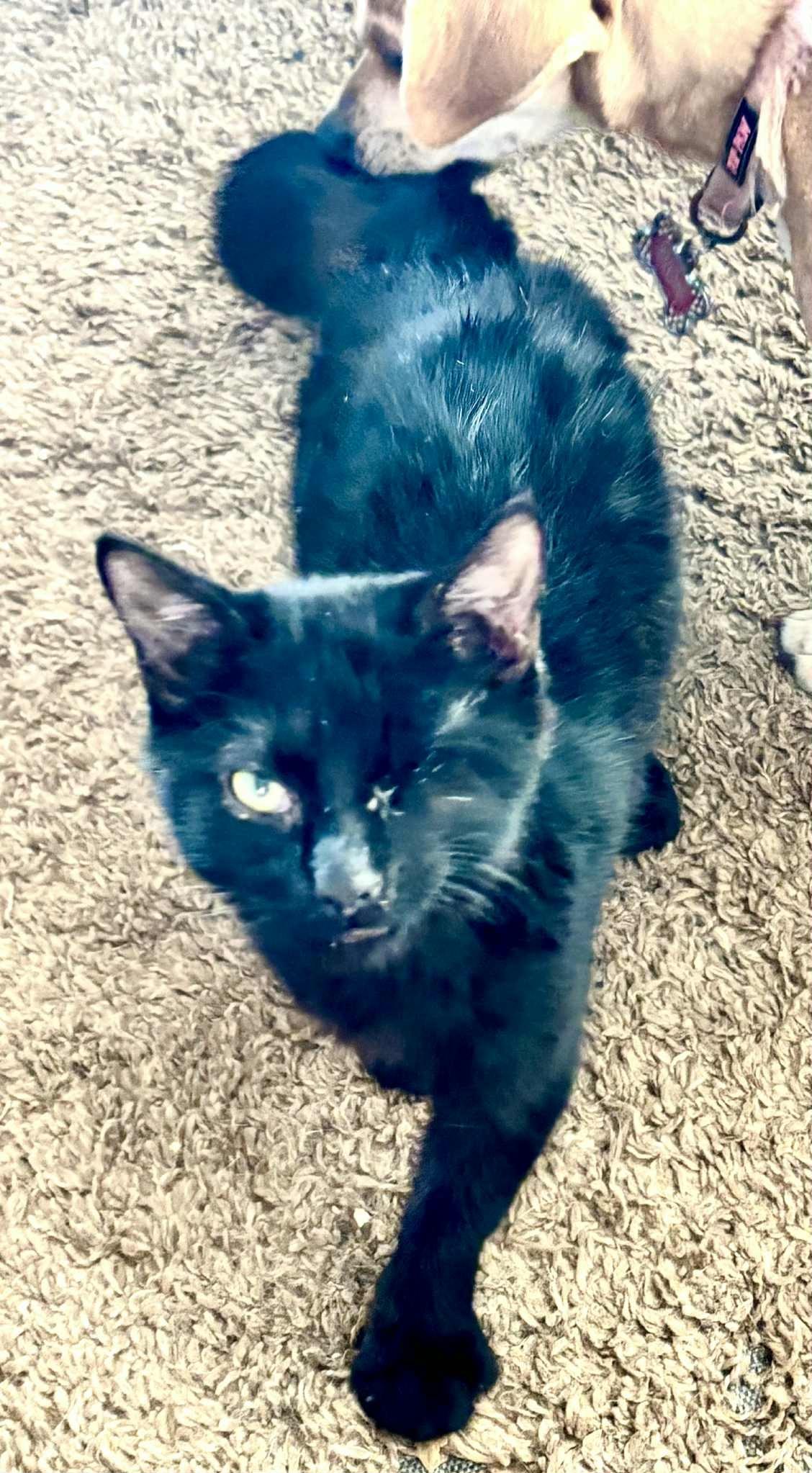 Luke, Adoptable, Young Male Domestic Short Hair.