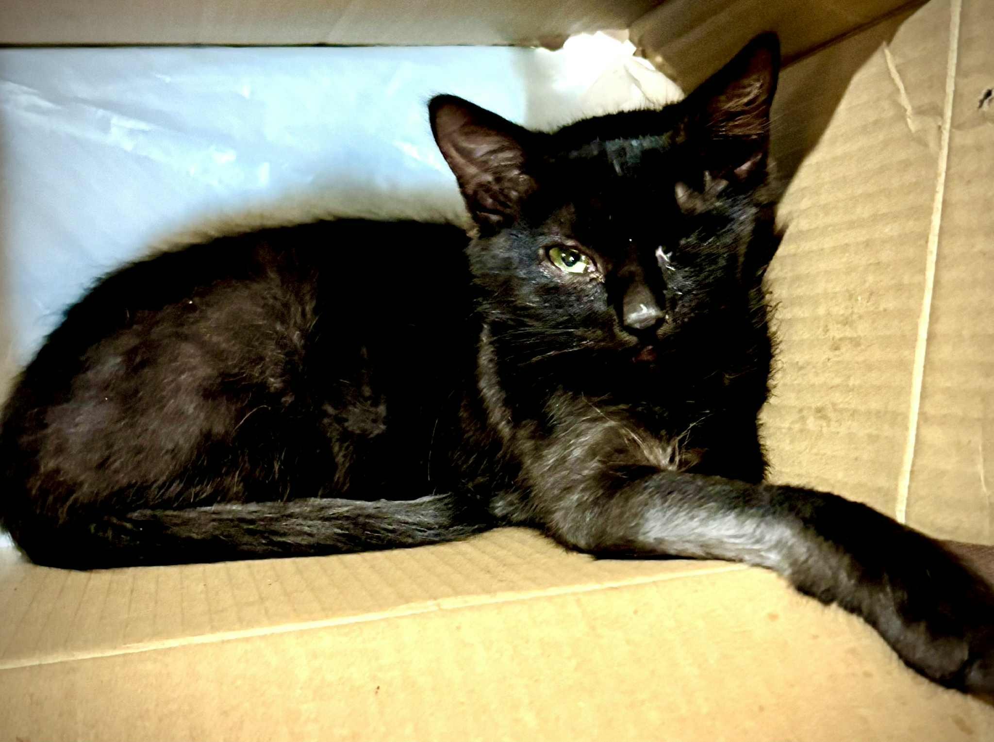 Enlarge Luke, a Adoptable Domestic Short Hair in Scotland Neck, NC image 3/4