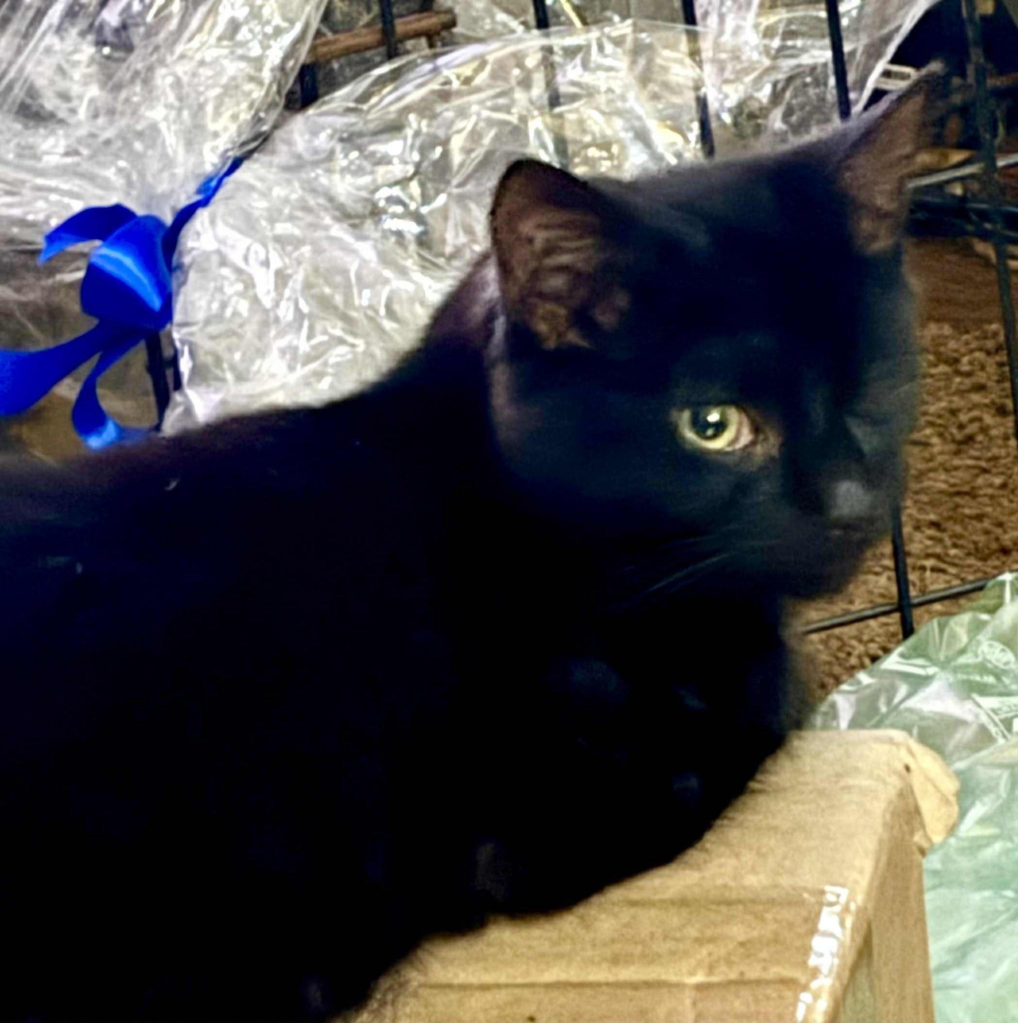 Enlarge Luke, a Adoptable Domestic Short Hair in Scotland Neck, NC image 4/4