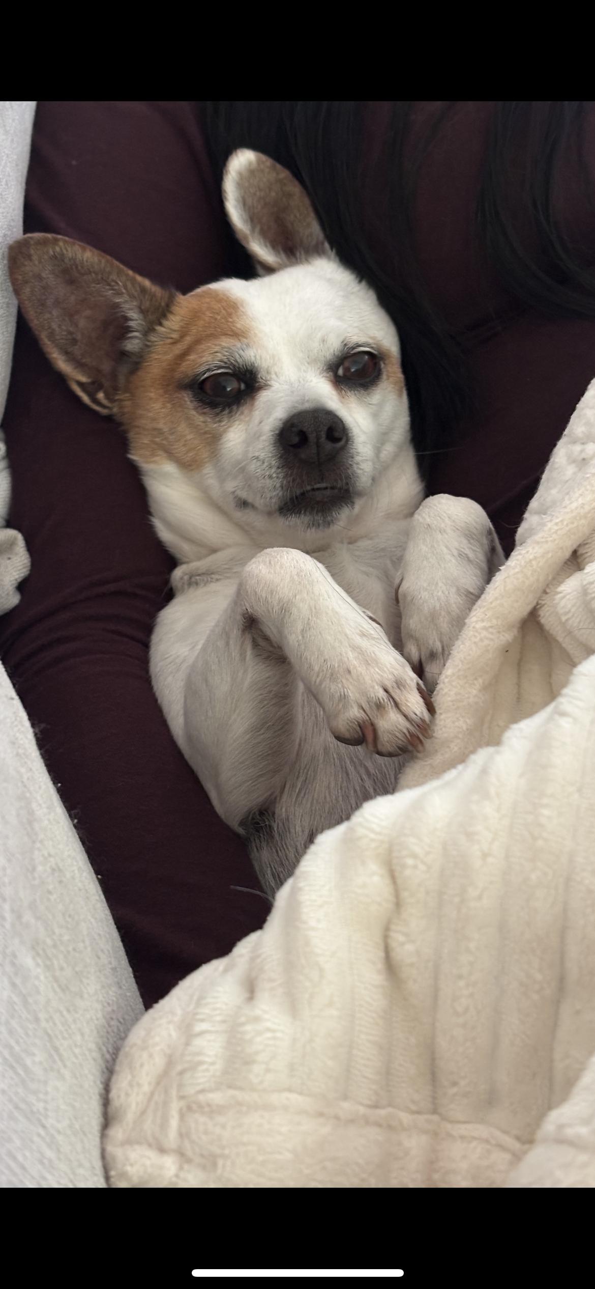 Enlarge Cookie, a Adoptable mixed breed in Hamden, CT image 5/6