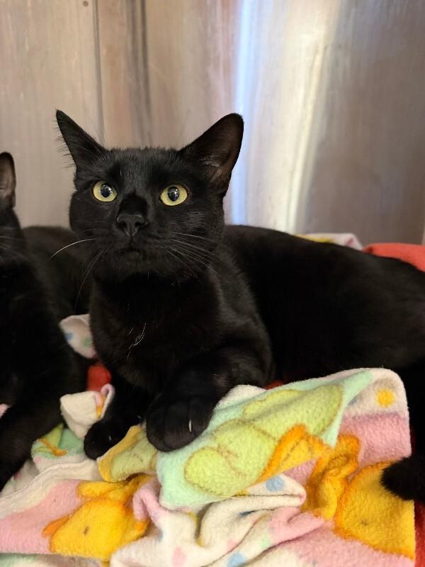 Minerva, Adoptable, Adult Female Domestic Short Hair.