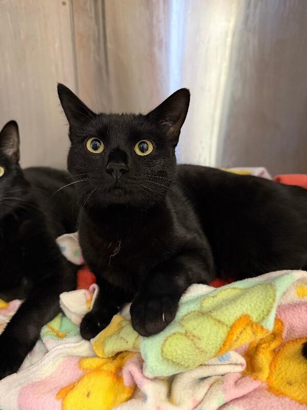 Minerva, a Adoptable Domestic Short Hair in Fort Collins, CO image 2/2