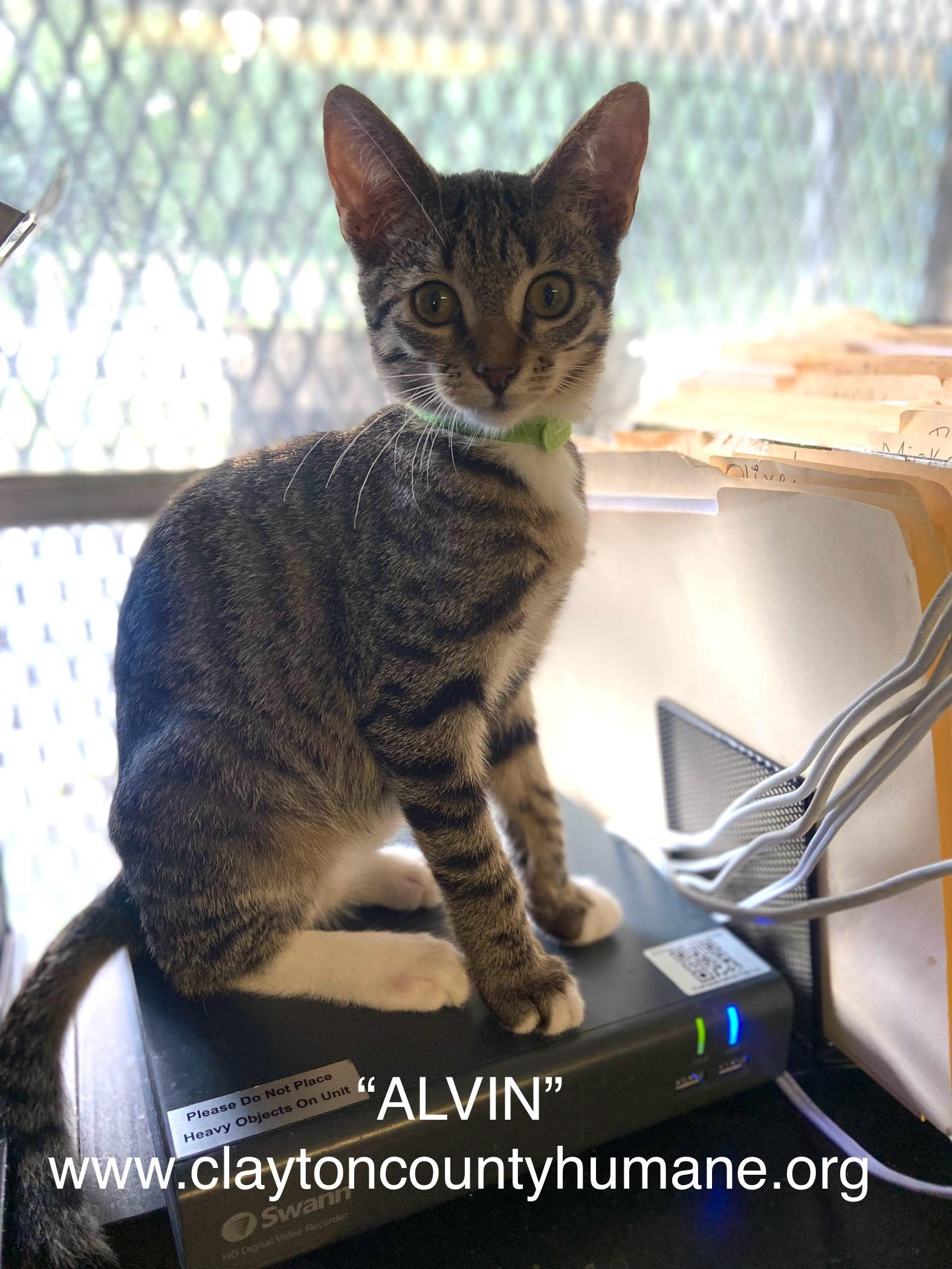 Alvin