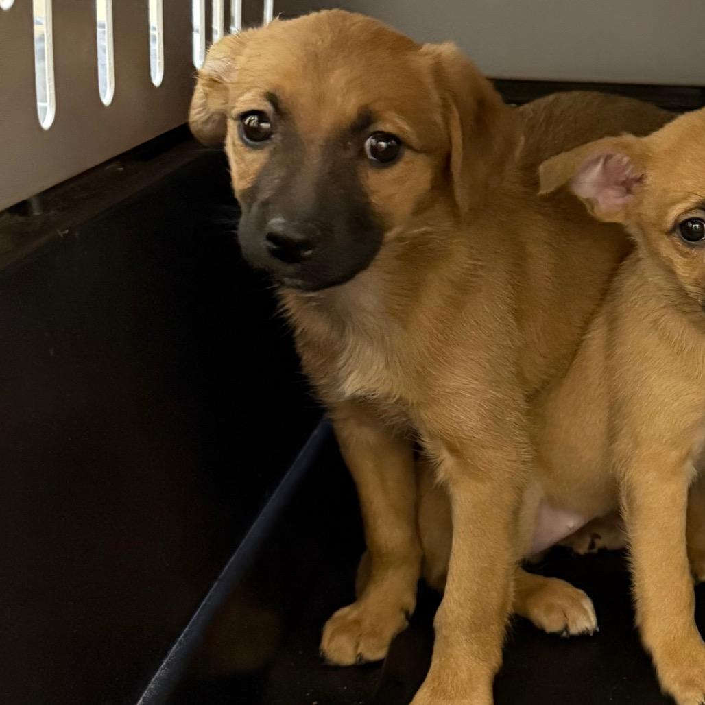 Zola, Adoptable, Puppy Female Mixed Breed.