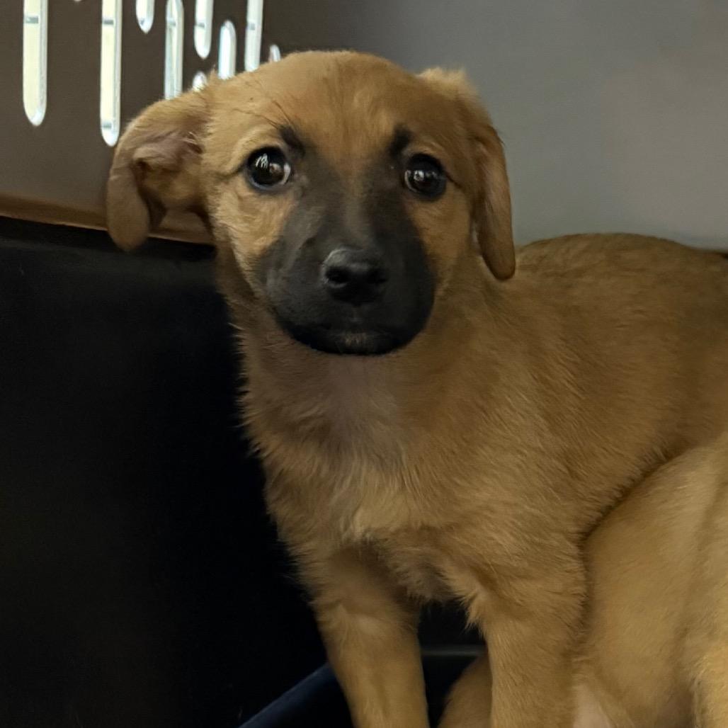 Enlarge Zola, a Adoptable Mixed Breed in Cedaredge, CO image 2/6