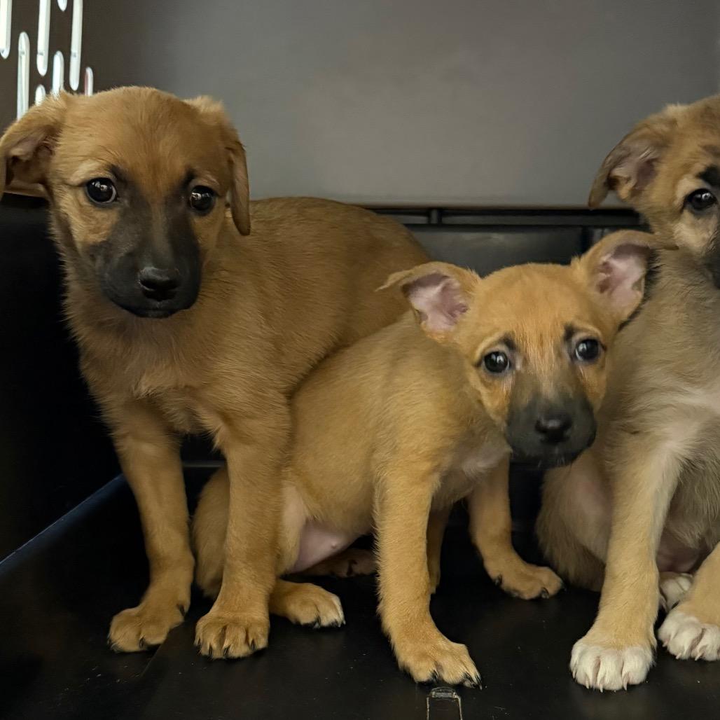 Enlarge Zola, a Adoptable Mixed Breed in Cedaredge, CO image 4/6