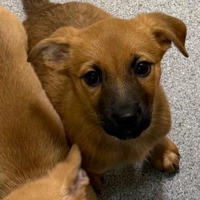 Enlarge Zola, a Adoptable Mixed Breed in Cedaredge, CO image 5/6