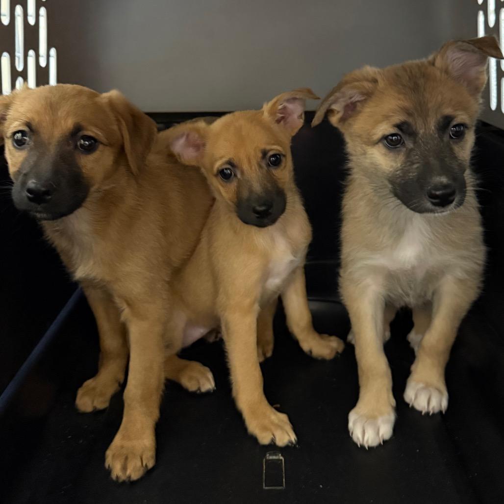 Enlarge Zola, a Adoptable Mixed Breed in Cedaredge, CO image 6/6