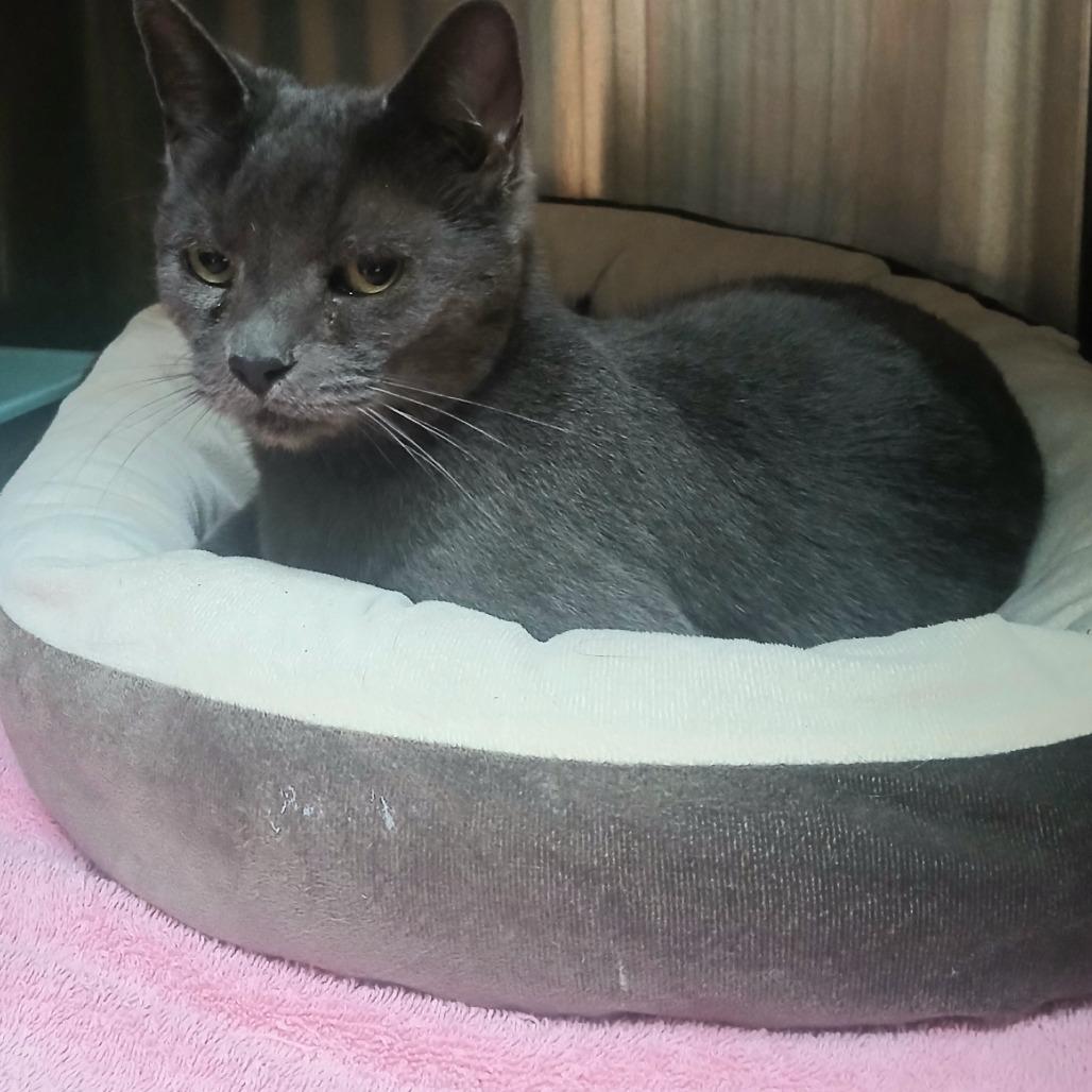 Cat 12/28/2025, Adoptable, Adult Female Domestic Short Hair.