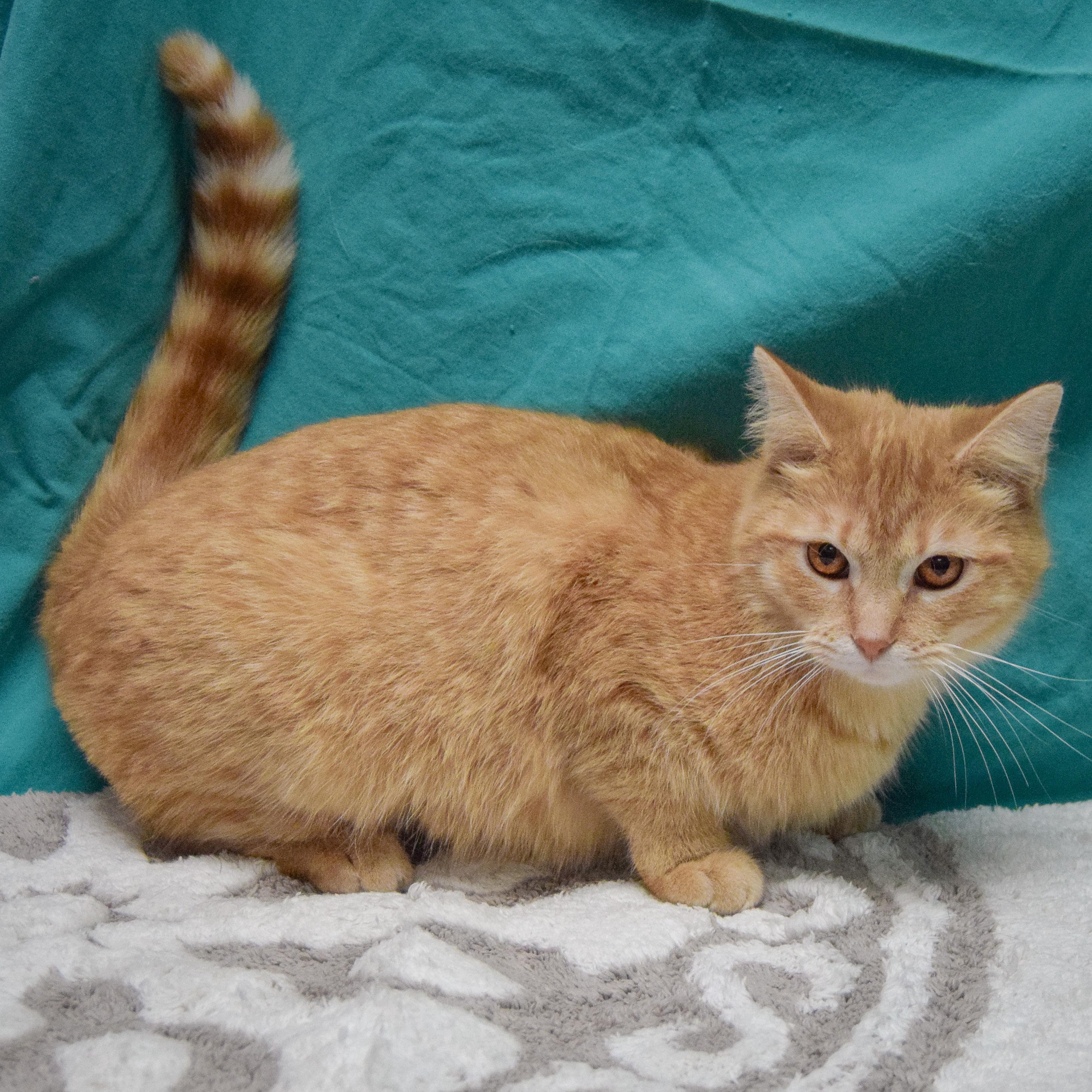 Cider, an adopted mixed breed in Huntley, IL image 2/4