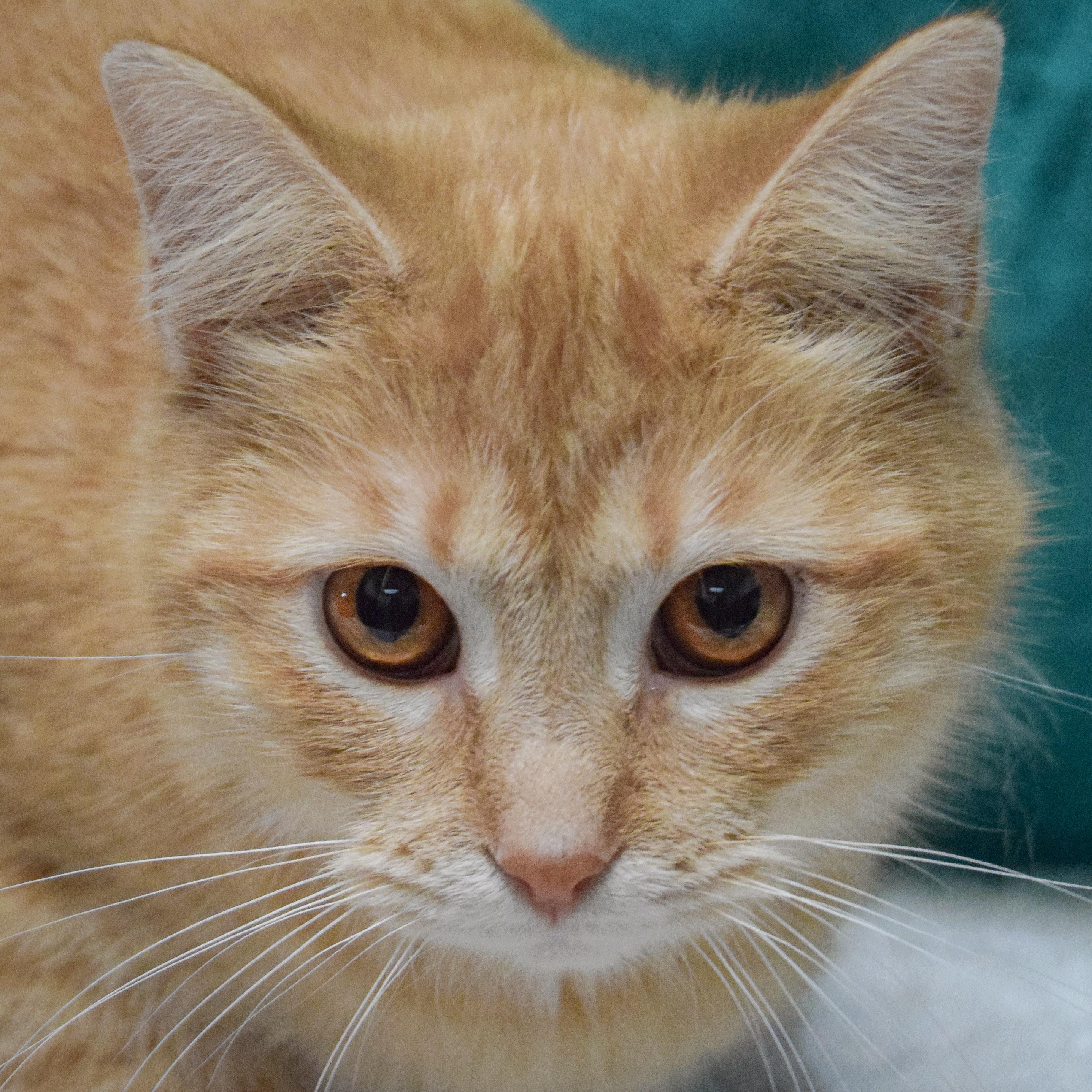 Cider, adopted, Kitten Female Tabby & Domestic Short Hair.