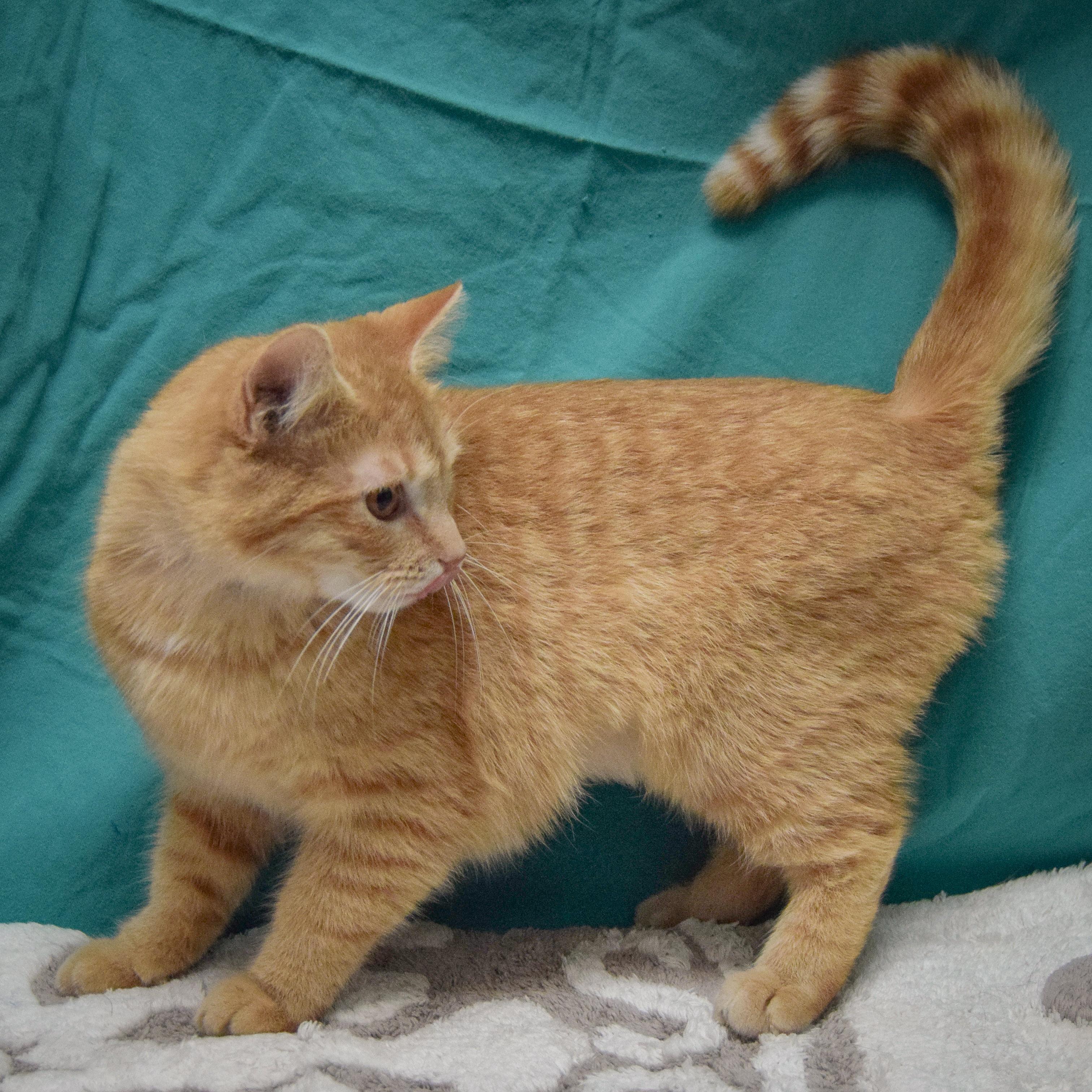 Cider, an adopted mixed breed in Huntley, IL image 4/4