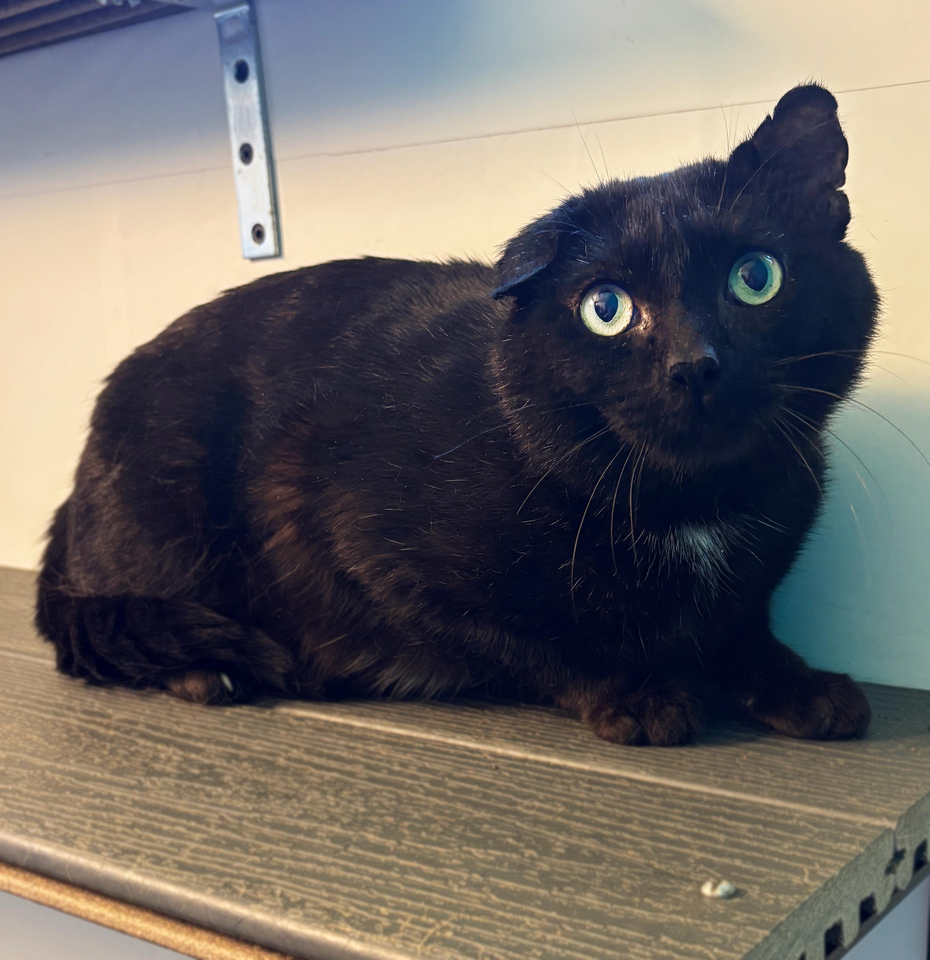 Spectre, Adult Male Domestic Short Hair