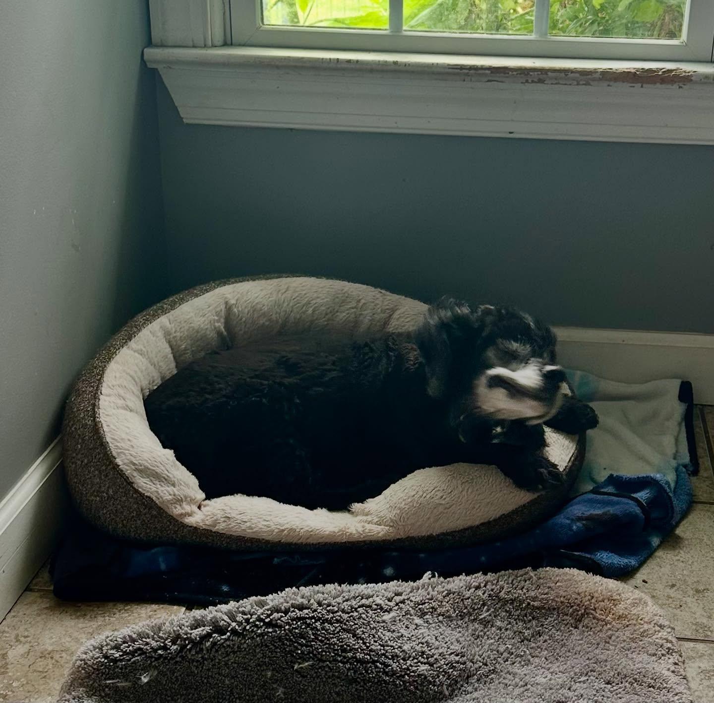 Arthur, Adoptable, Senior Male Cocker Spaniel.