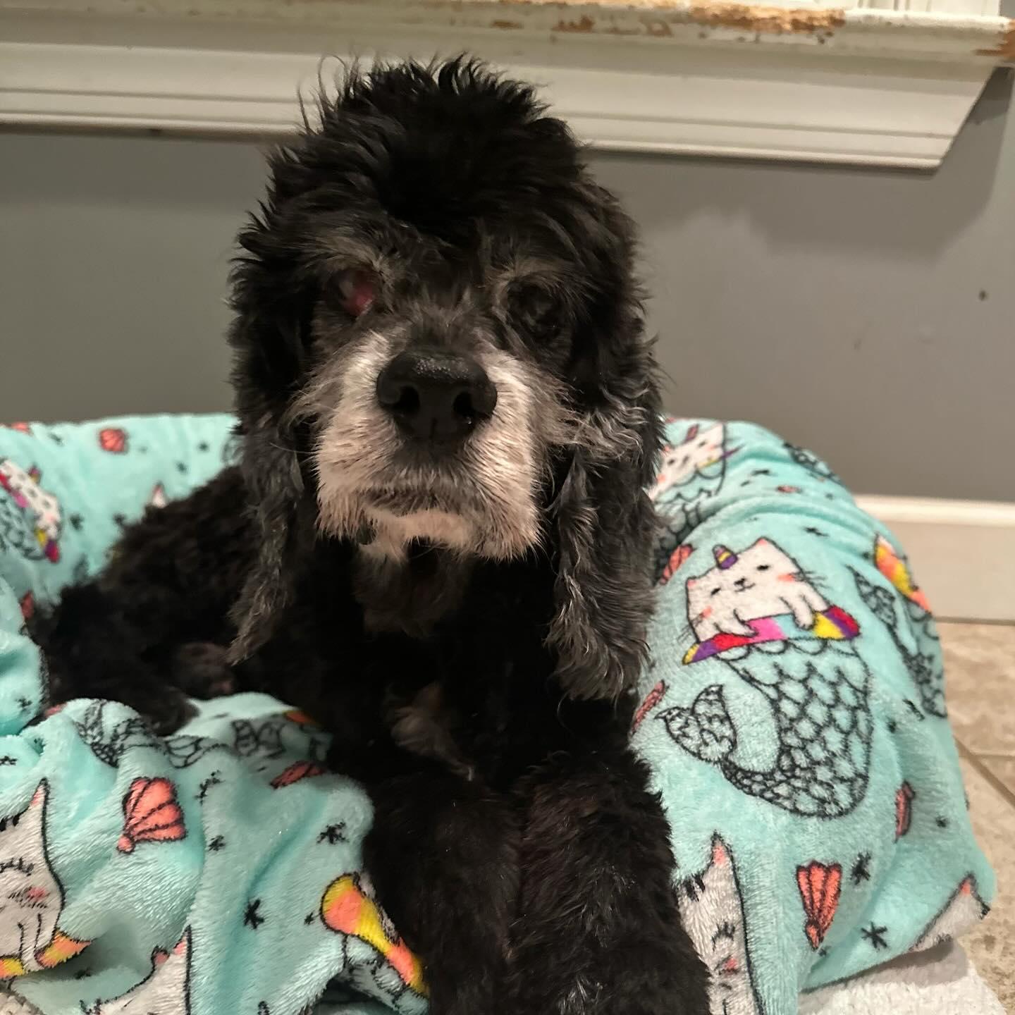 Arthur, a Adoptable Cocker Spaniel in Raleigh, NC image 2/6